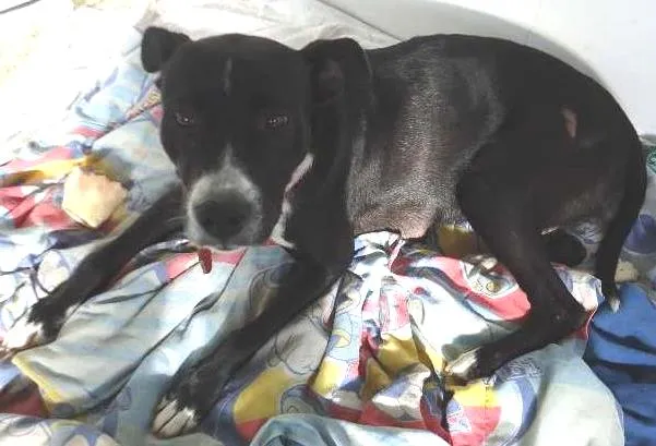 Cachorro ra a SRD idade 1 ano nome Biju