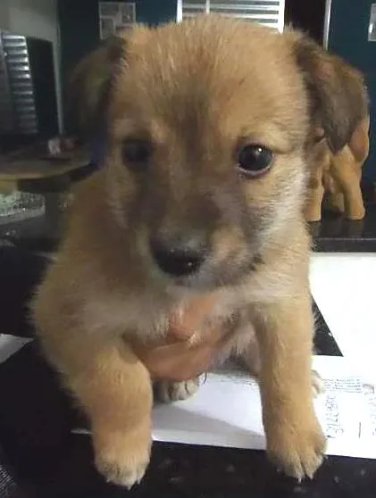 Cachorro ra a SRD idade Abaixo de 2 meses nome Sem nome