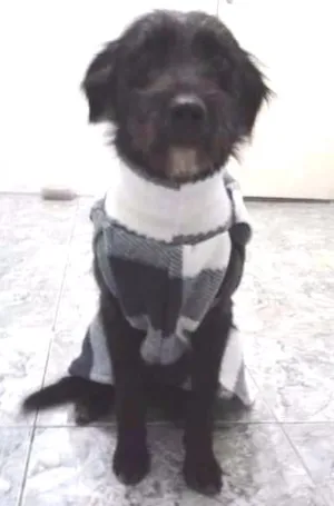 Cachorro raça SRD idade 1 ano nome Estopinha