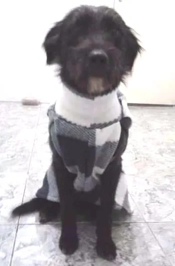 Cachorro ra a SRD idade 1 ano nome Estopinha