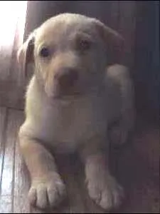 Cachorro ra a Husky Siberiano idade Abaixo de 2 meses nome Nanok, Cronos, Akna