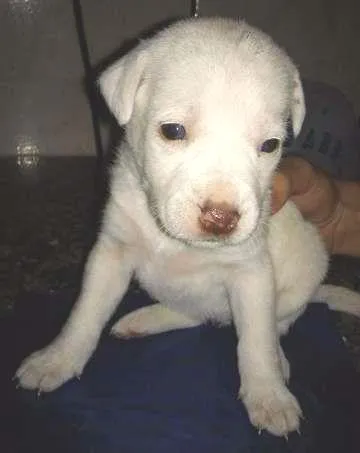 Cachorro ra a Sem raça definida  idade Abaixo de 2 meses nome Filhotes 