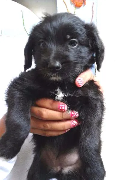 Cachorro ra a vira lata idade 2 a 6 meses nome Sem nome