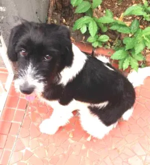 Cachorro raça SRD idade 1 ano nome Dog
