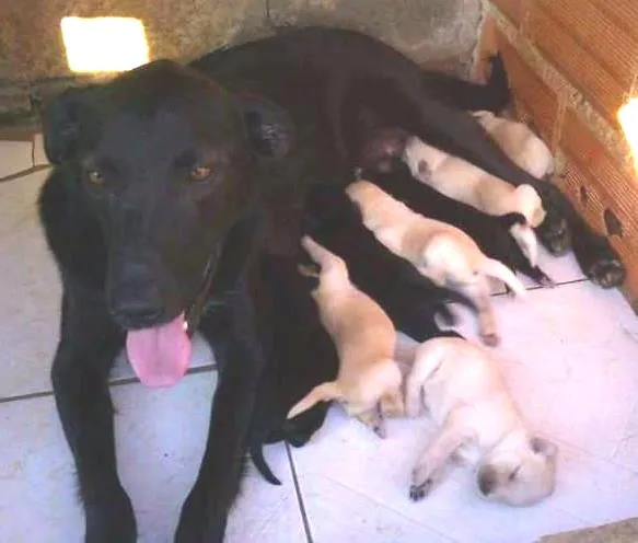 Cachorro ra a SRD idade Abaixo de 2 meses nome Pérola