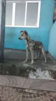 Pipoca
