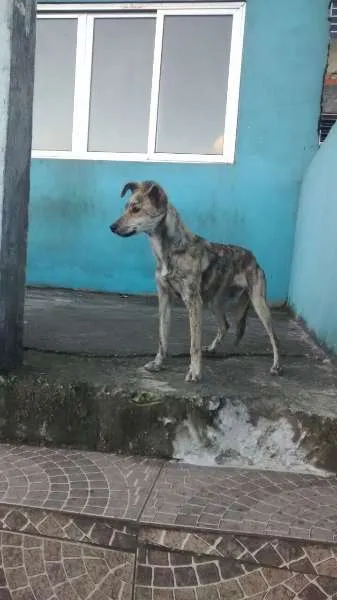 Cachorro ra a SRD idade  nome Pipoca