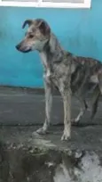 Pipoca