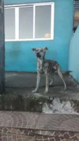 Pipoca