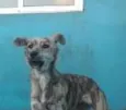 Pipoca