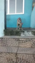 Pipoca