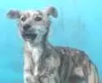 Pipoca