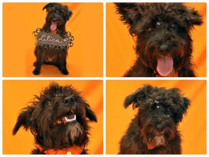 Cachorro ra a SRD idade 2 anos nome LILICA