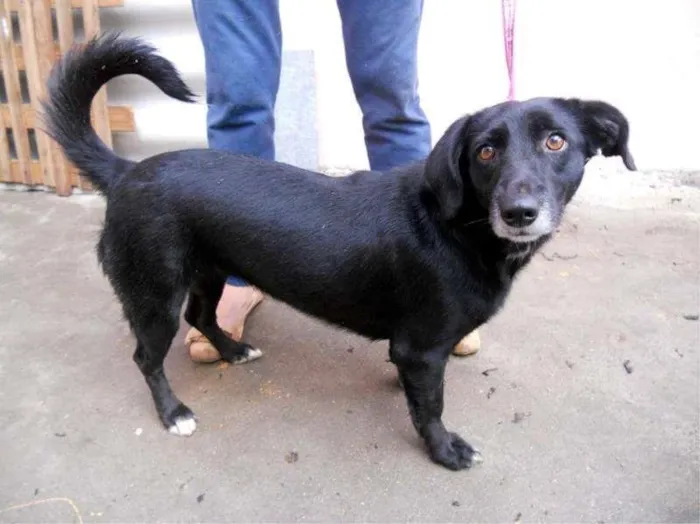 Cachorro ra a SRD idade 2 anos nome JULINHA