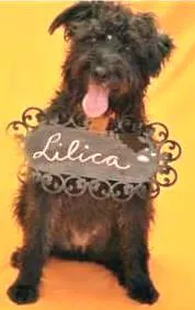 Cachorro ra a SRD idade 2 anos nome LILICA