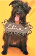 LILICA