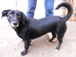 Cachorro raça SRD idade 2 anos nome JULINHA