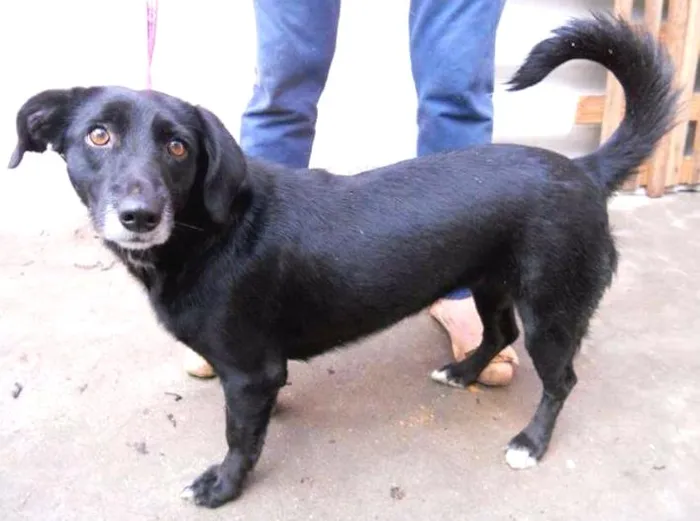Cachorro ra a SRD idade 2 anos nome JULINHA