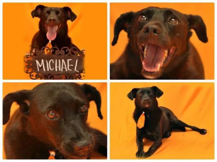 Cachorro ra a SRD idade 4 anos nome MICHAEL
