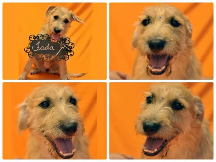 Cachorro ra a SRD idade 2 anos nome FADA