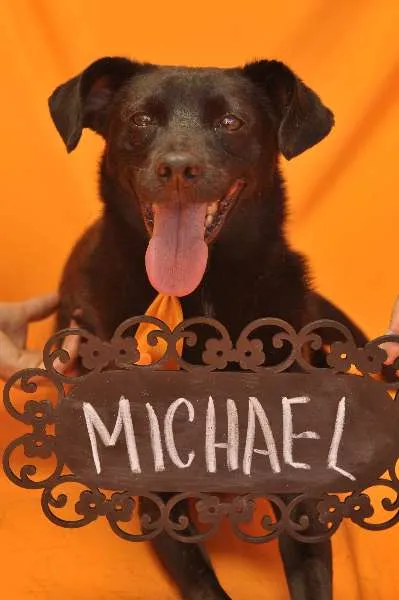 Cachorro ra a SRD idade 4 anos nome MICHAEL