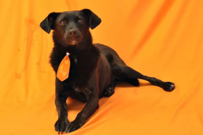 Cachorro ra a SRD idade 4 anos nome MICHAEL