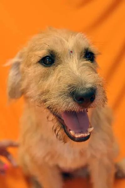 Cachorro ra a SRD idade 2 anos nome FADA