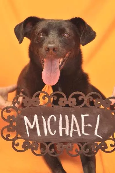 Cachorro ra a SRD idade 4 anos nome MICHAEL