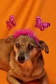 XUXA