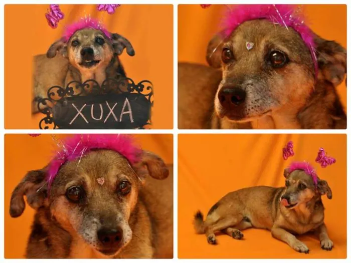 Cachorro ra a SRD idade 6 ou mais anos nome XUXA