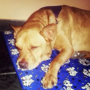 Cachorro raça SRD idade 3 anos nome Darth