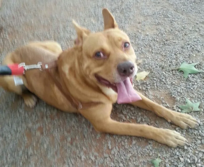 Cachorro raça SRD idade 3 anos nome Darth