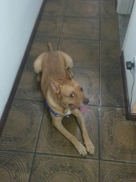 Cachorro raça SRD idade 3 anos nome Darth