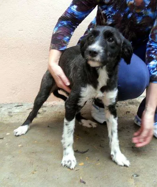 Cachorro ra a SRD idade 2 anos nome CACAU