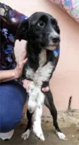 CACAU