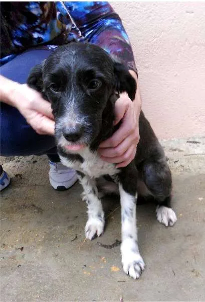 Cachorro ra a SRD idade 2 anos nome CACAU
