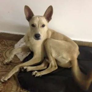 Cachorro raça Vira lata idade 1 ano nome Fred