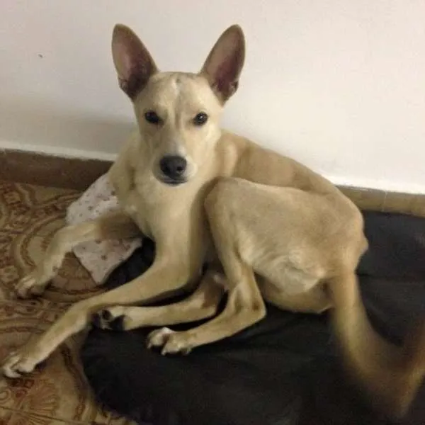 Cachorro ra a Vira lata idade 1 ano nome Fred