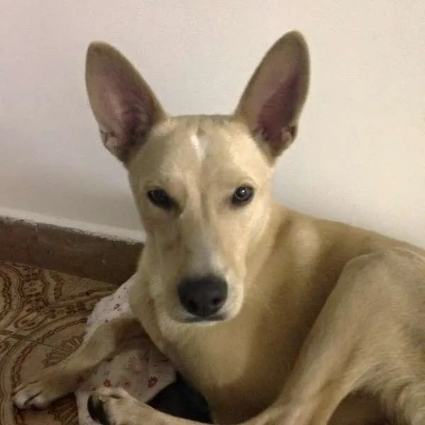 Cachorro ra a Vira lata idade 1 ano nome Fred