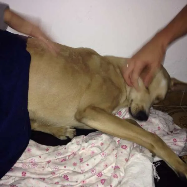 Cachorro ra a Vira lata idade 1 ano nome Fred