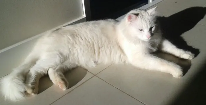 Gato ra a Vira lata idade 2 anos nome Mingau
