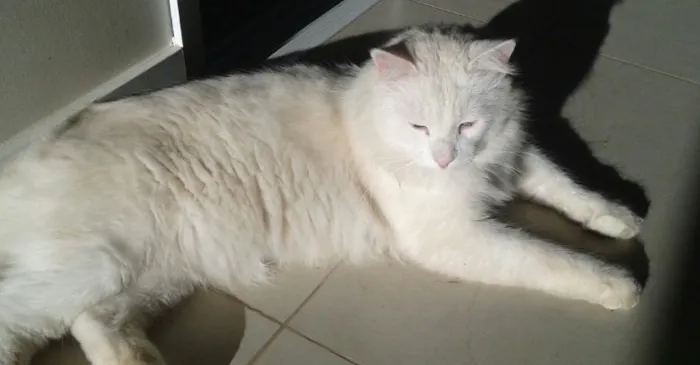 Gato ra a Vira lata idade 2 anos nome Mingau