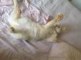Mingau