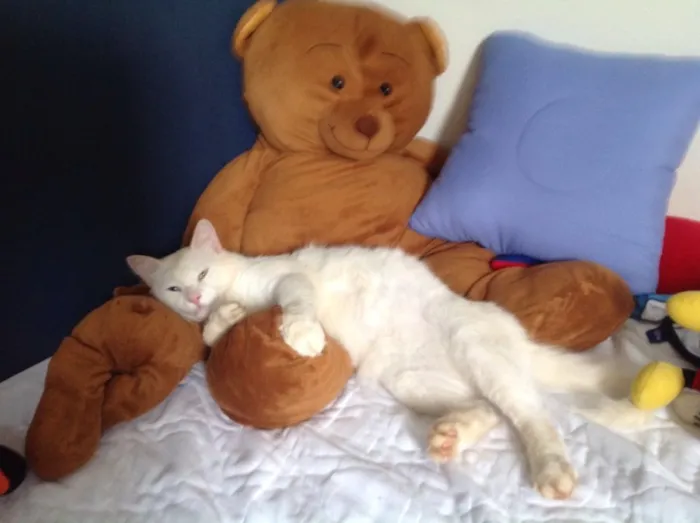 Gato ra a Vira lata idade 2 anos nome Mingau