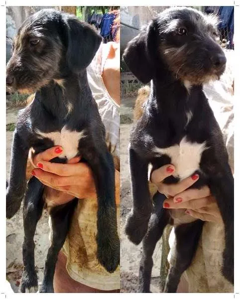 Cachorro ra a SRD idade 2 a 6 meses nome Malika