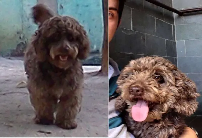 Cachorro ra a Poodle idade 6 ou mais anos nome Dobby