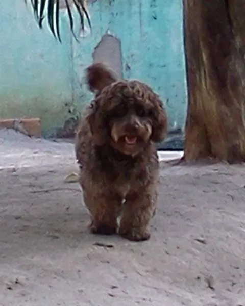 Cachorro ra a Poodle idade 6 ou mais anos nome Dobby