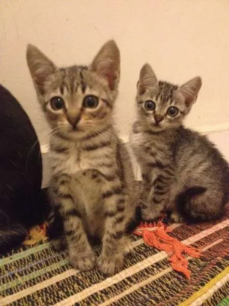 Gato ra a SRD idade Abaixo de 2 meses nome Rutinha