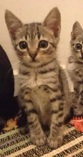 Gato raça SRD idade Abaixo de 2 meses nome Rutinha