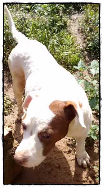 Cachorro ra a Pit-Bull idade 4 anos nome Pandora